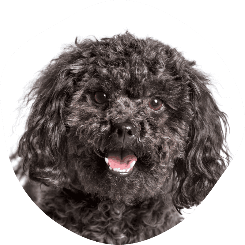 Russisk tsvetnaya bolonka