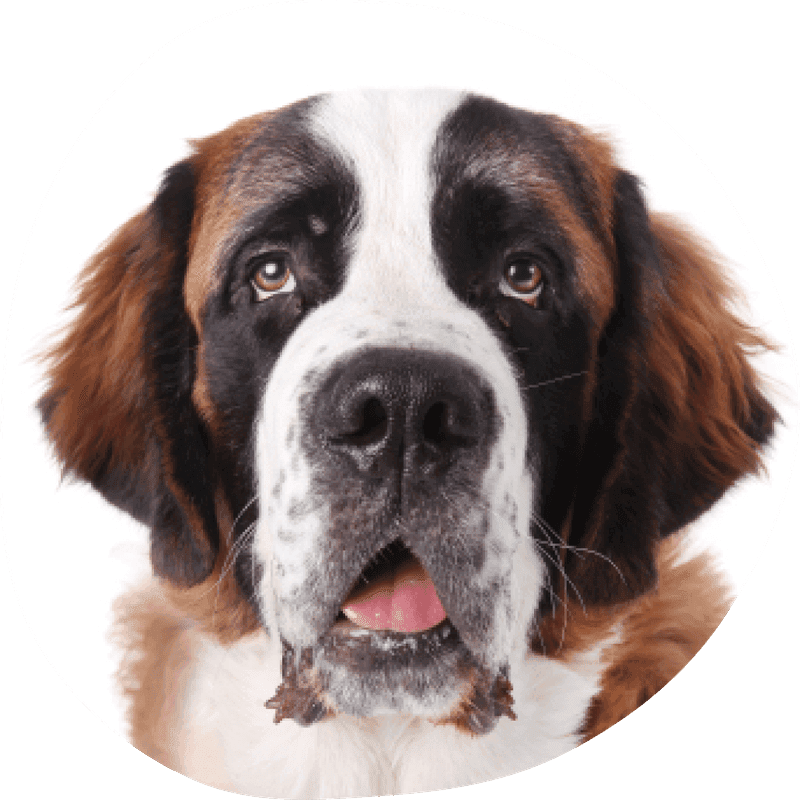 Sankt bernhardshund langhåret