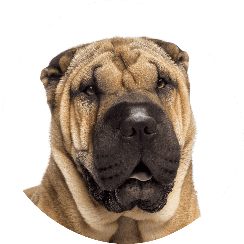Shar pei