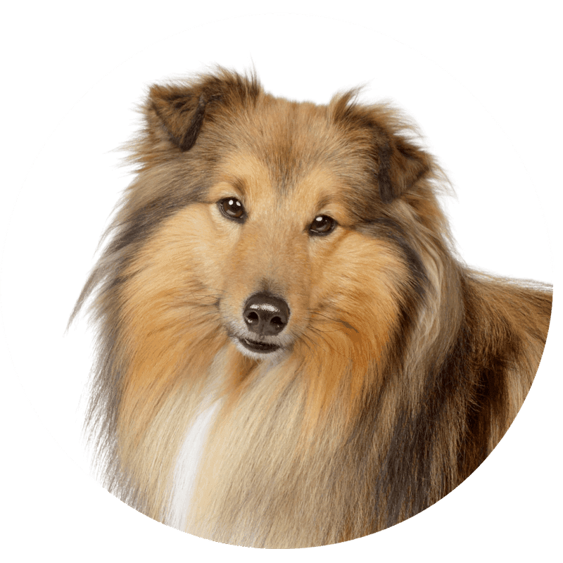 Shetland sheepdog
