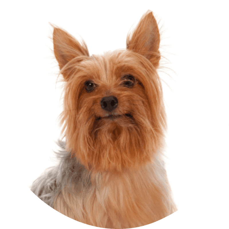 Silky terrier