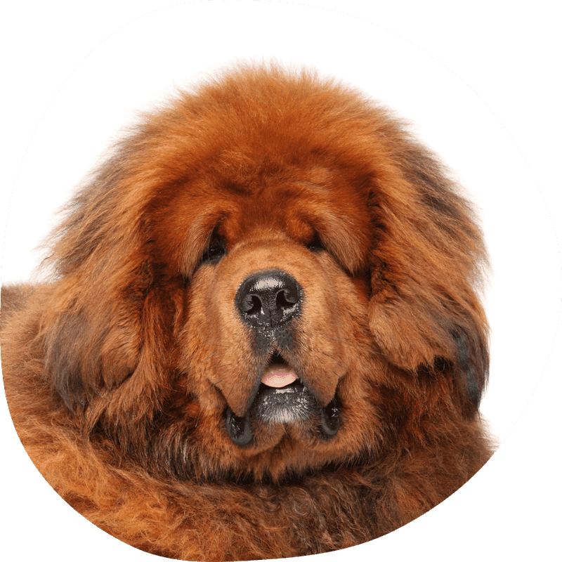 Tibetansk mastiff