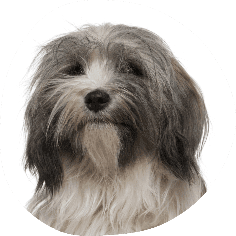 Tibetansk terrier