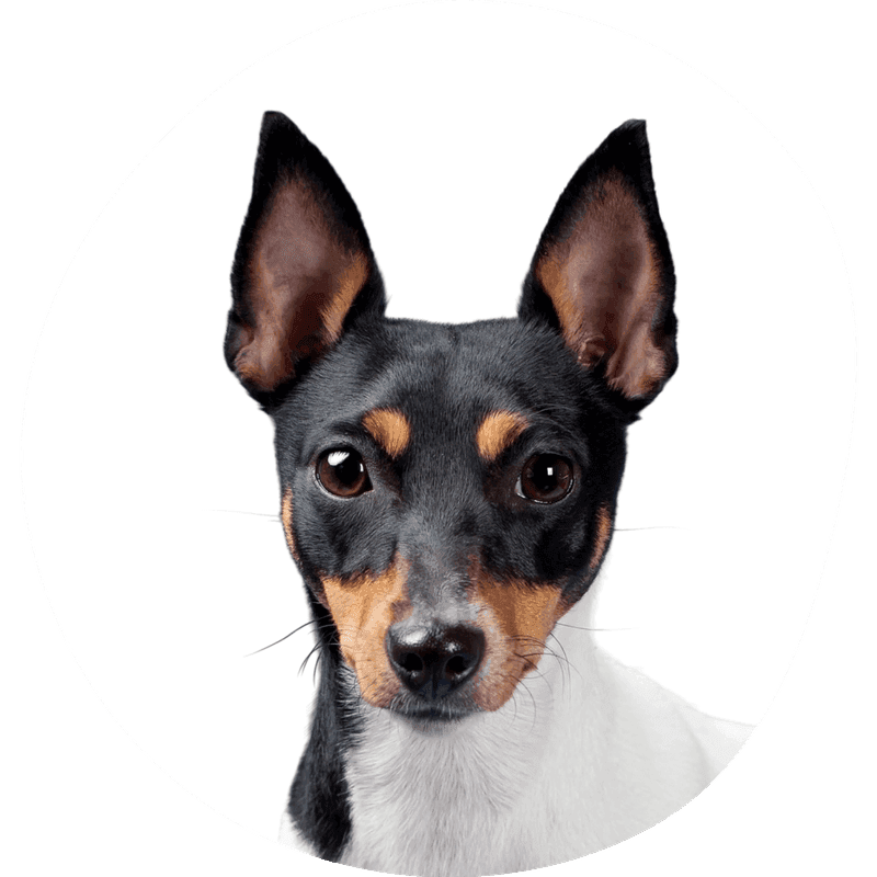 Toy Fox Terrier