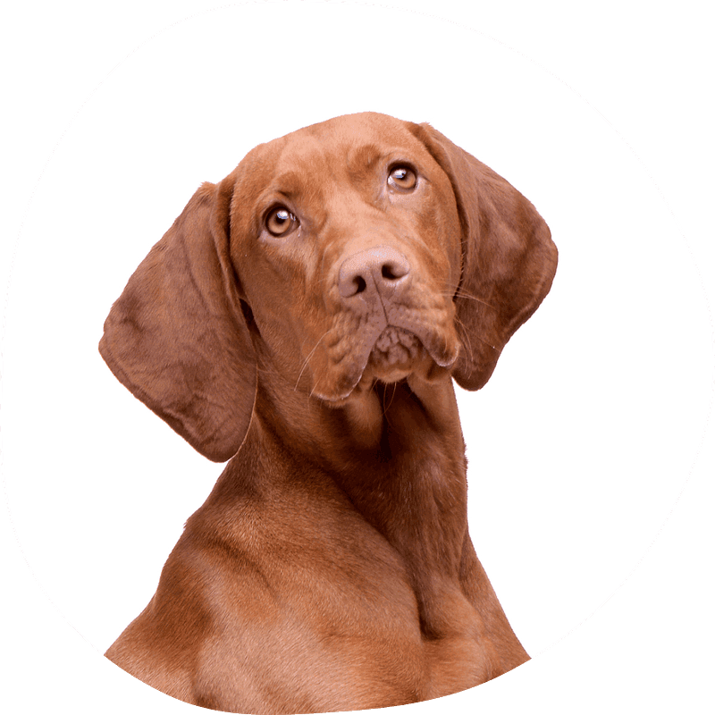 Ungarsk vizla, korthåret