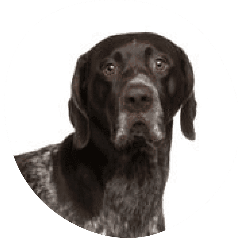 Vorstehhund korthåret bilde