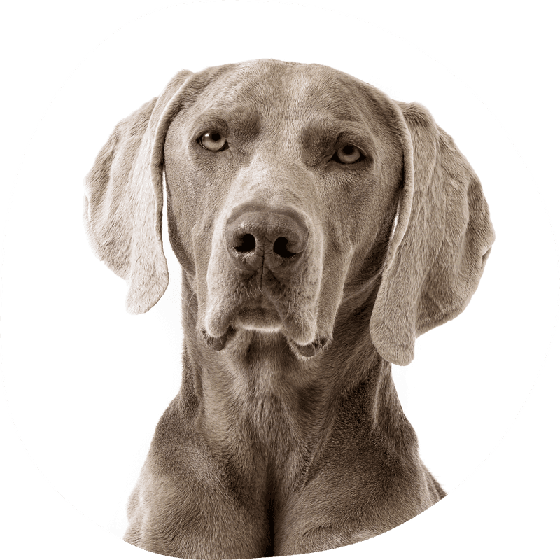 Weimaraner langhåret