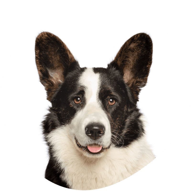 Welsh corgi cardigan