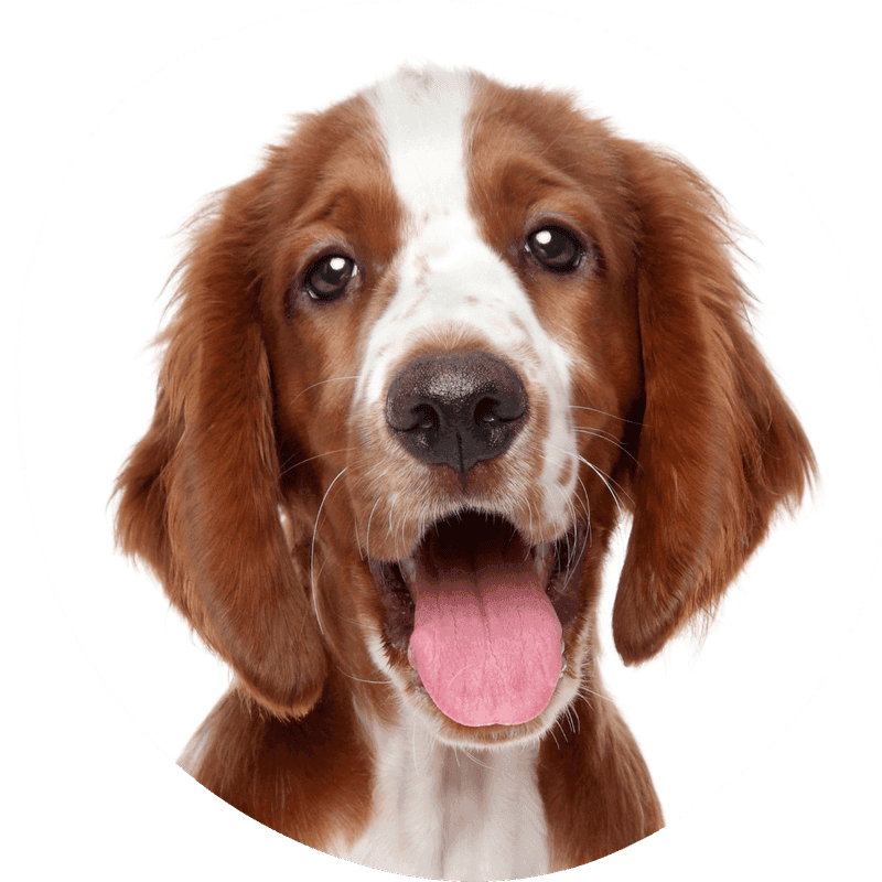 Welsh springer spaniel