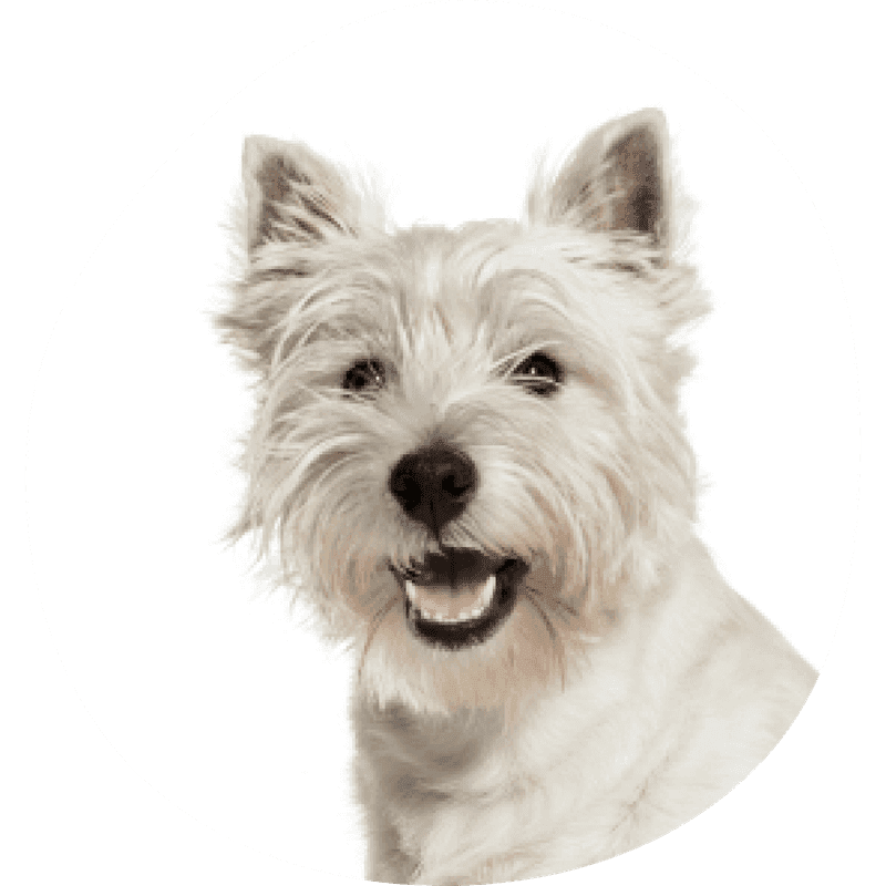 West highland white terrier