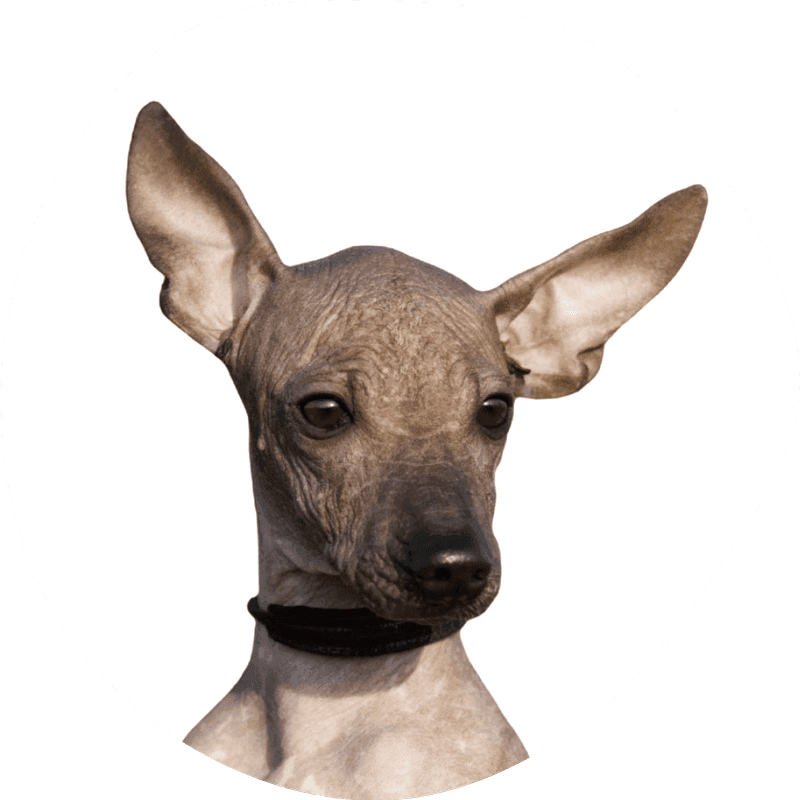 Xoloitzcuintle stor