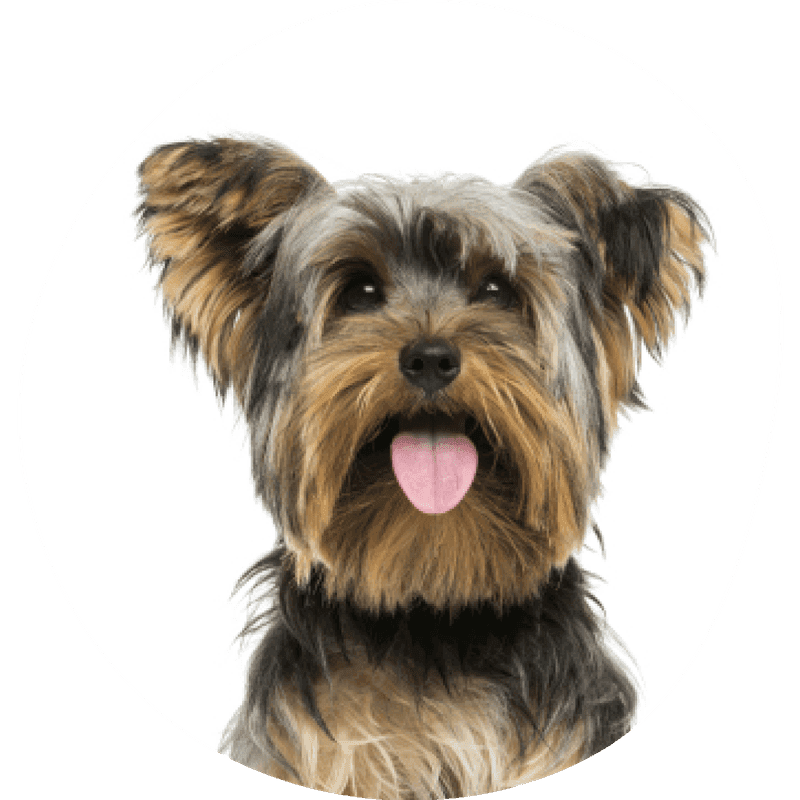 Yorkshire terrier
