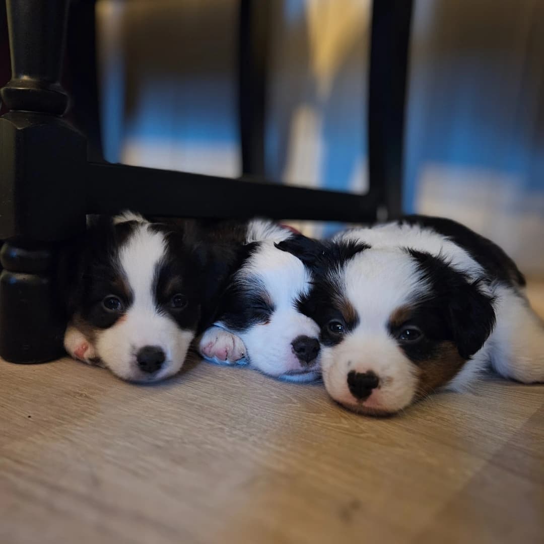 Grand litter