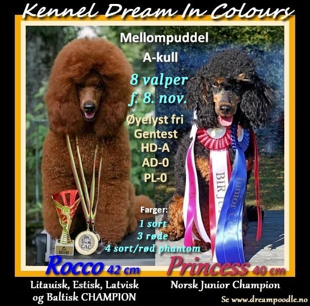 Dream Poodles