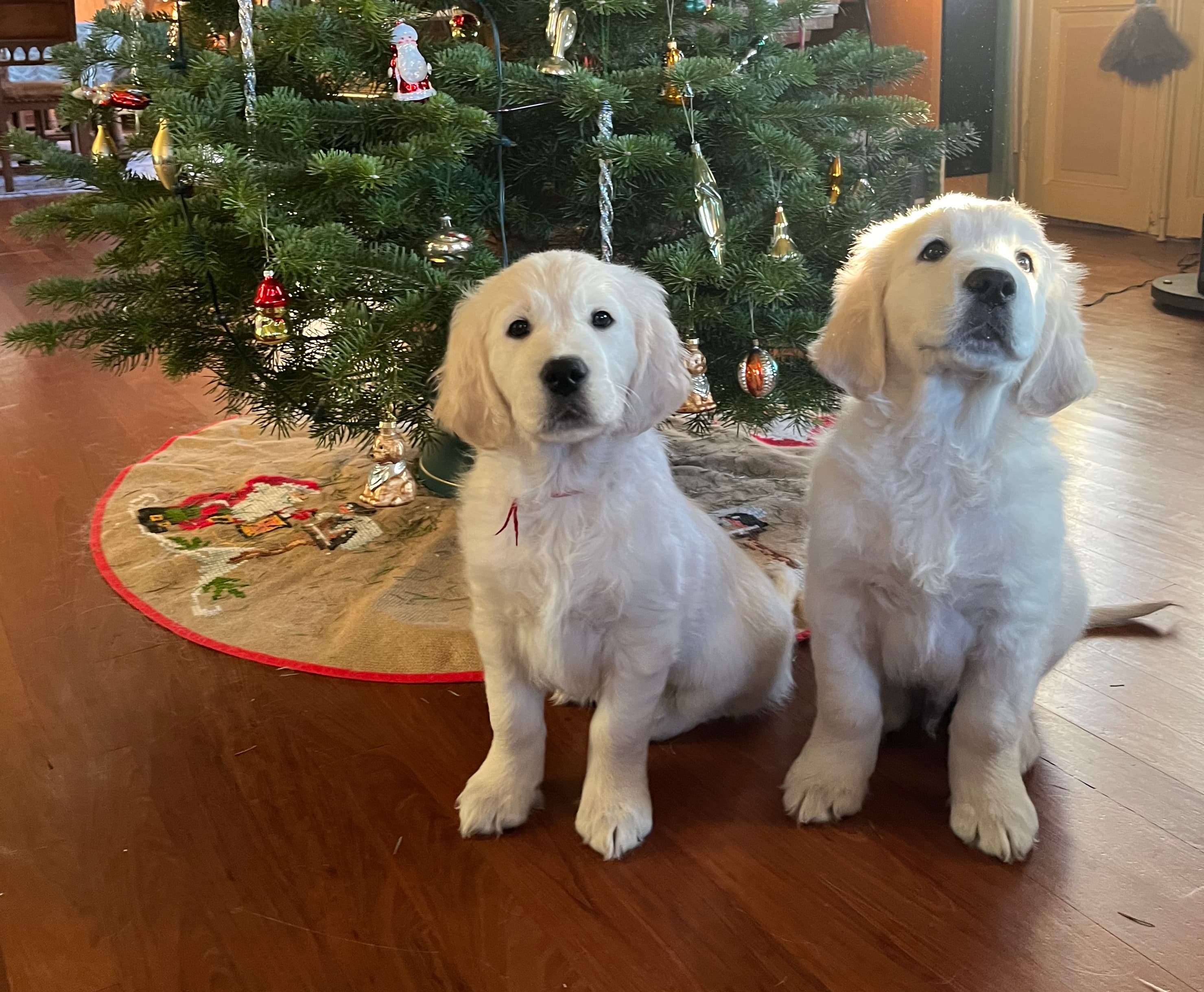 9 puppies litter