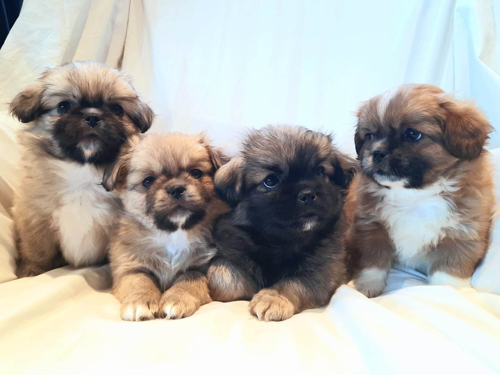 Pettersand Kennel
