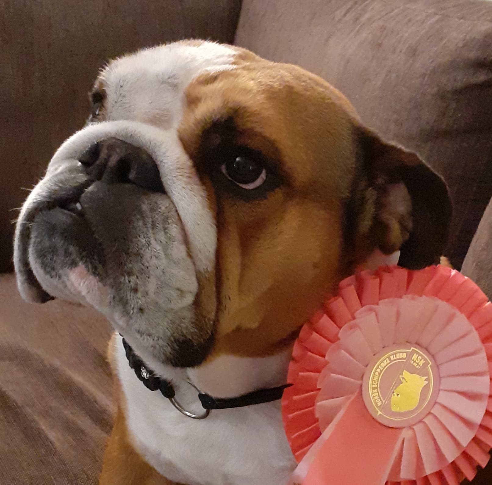 Eng. Bulldog