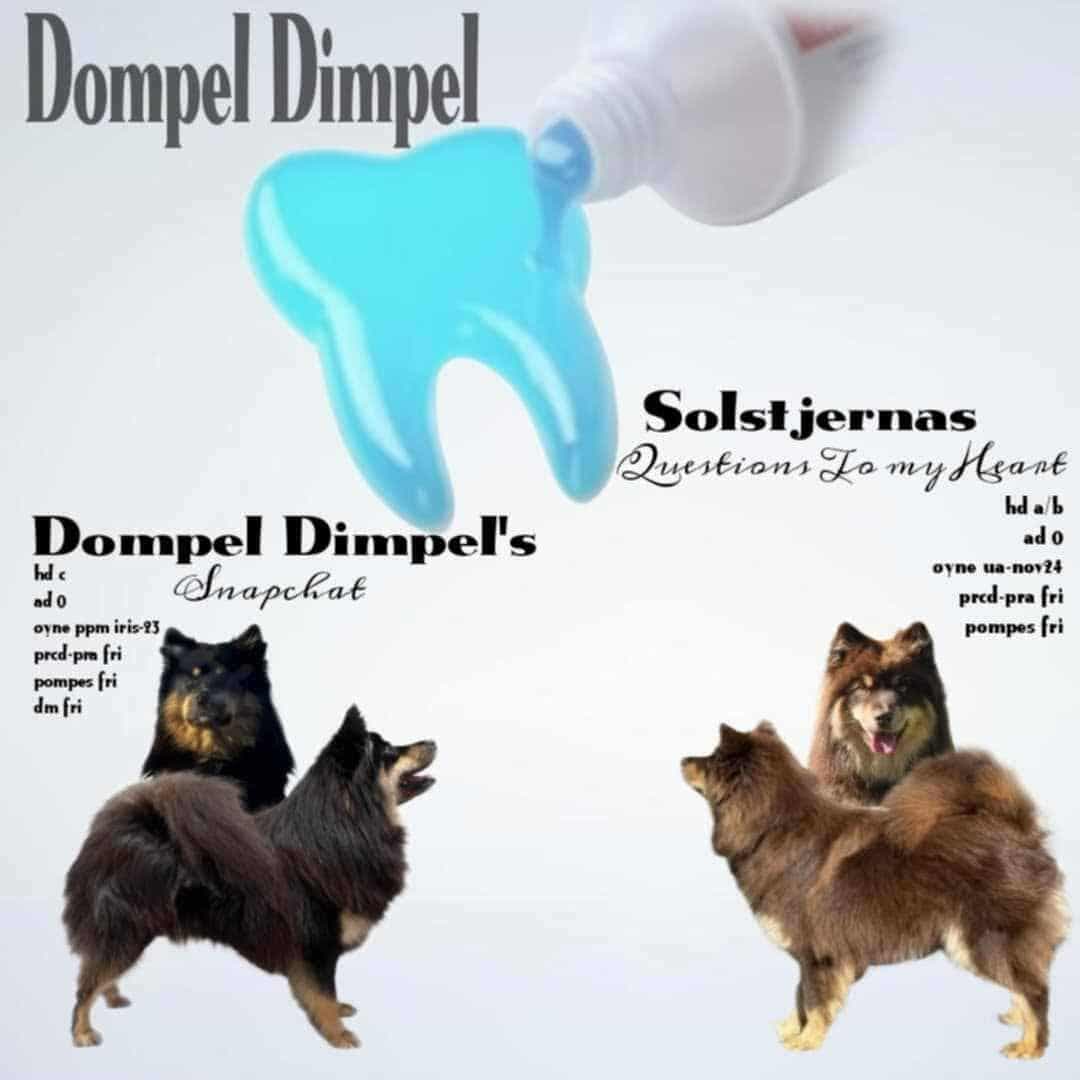 Dompel Dimpel