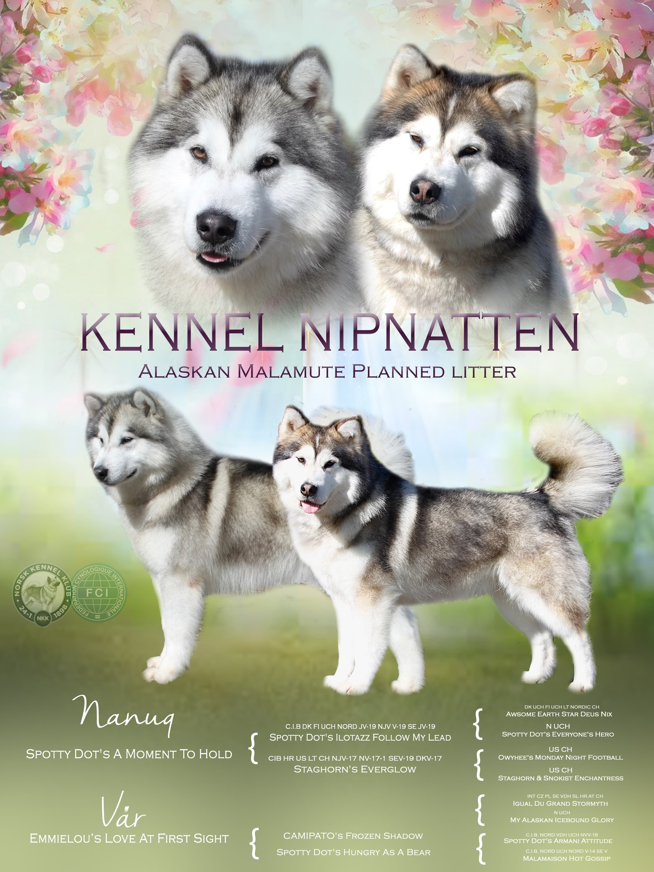 Kennel Nipnatten