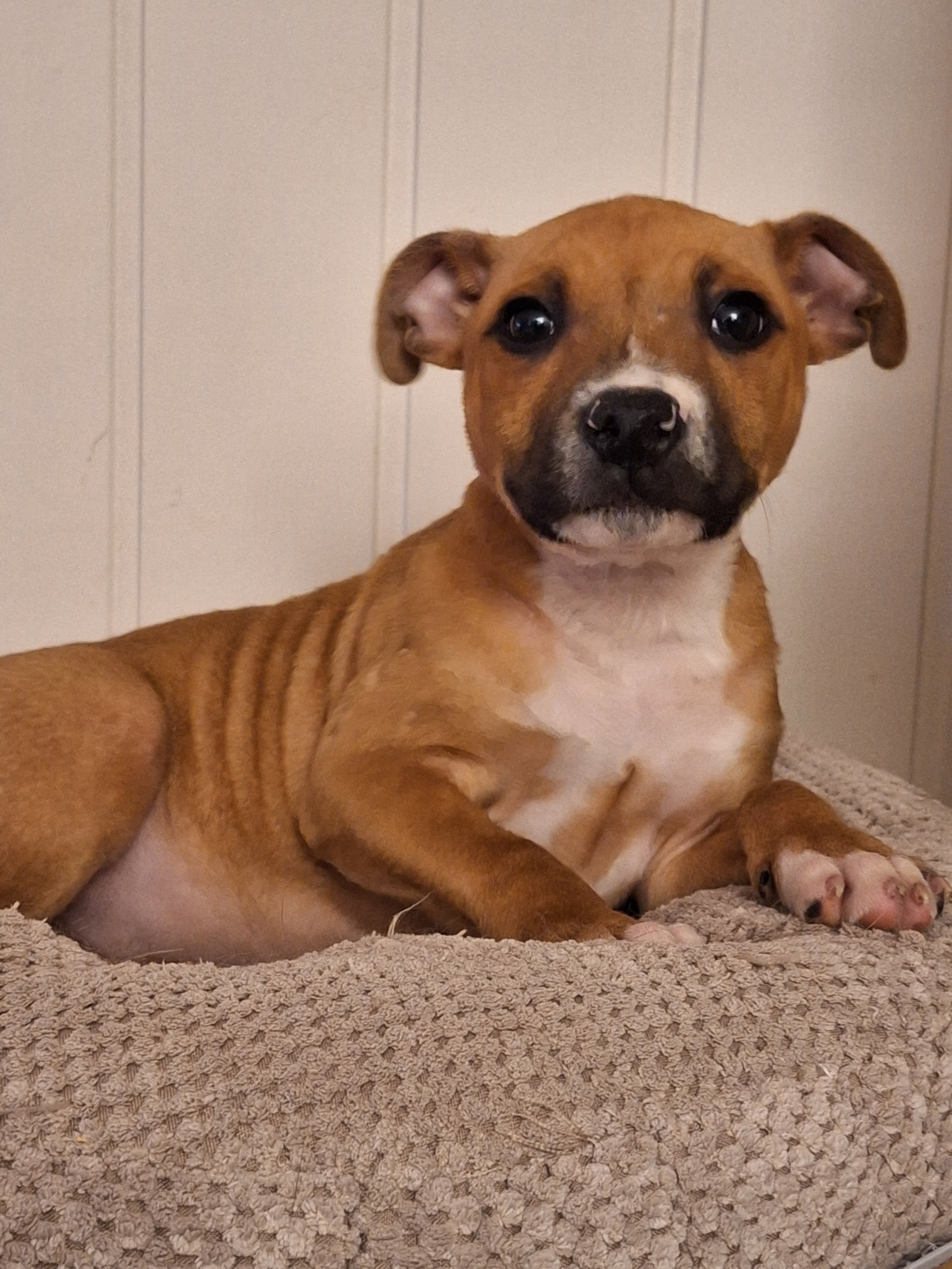 Staffordshire bull terier siste gutt i Finnmark.