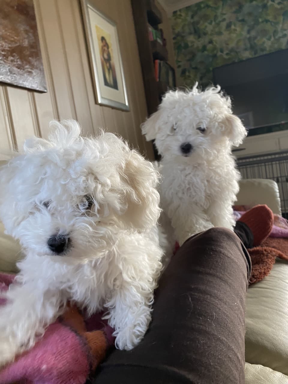 Nanna & Baloo