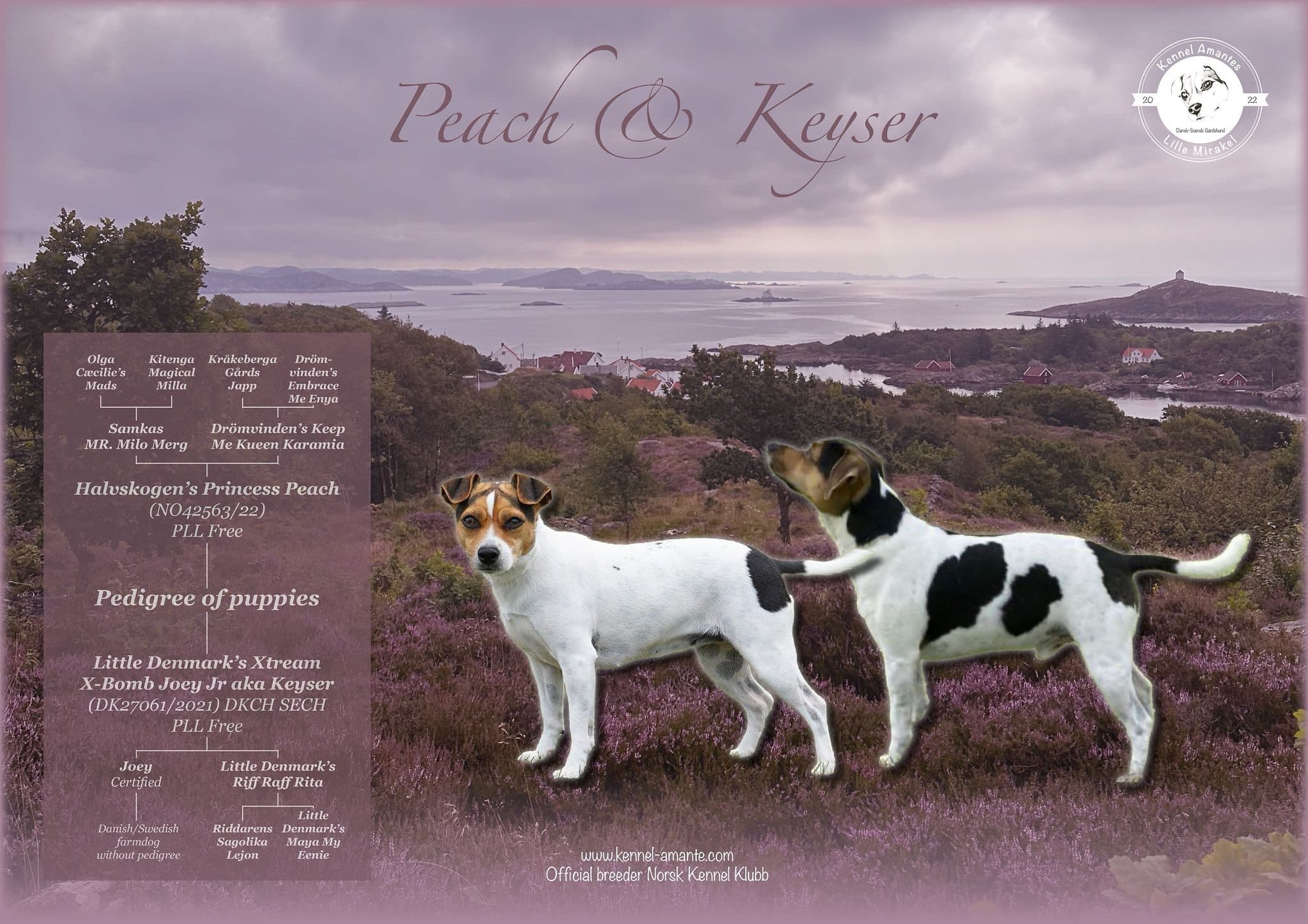 Kennel Amantes små mirakler