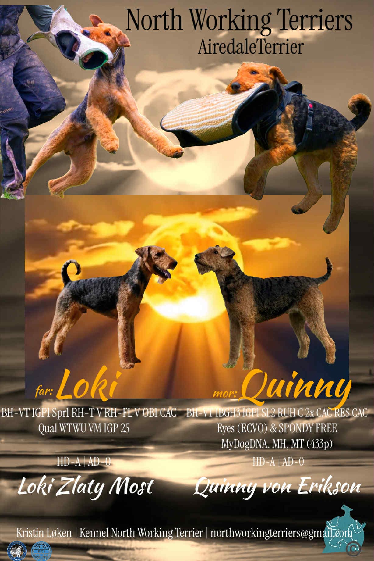 North working Terriers