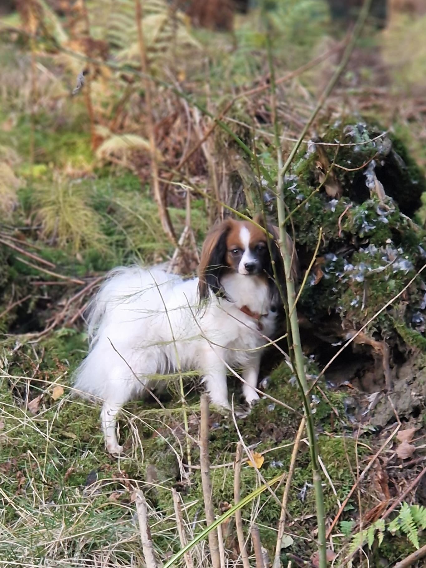 Kennel Noah's Nattsvermere
