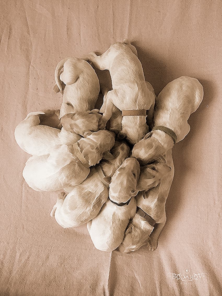 :: BODAROV BORZOI ::