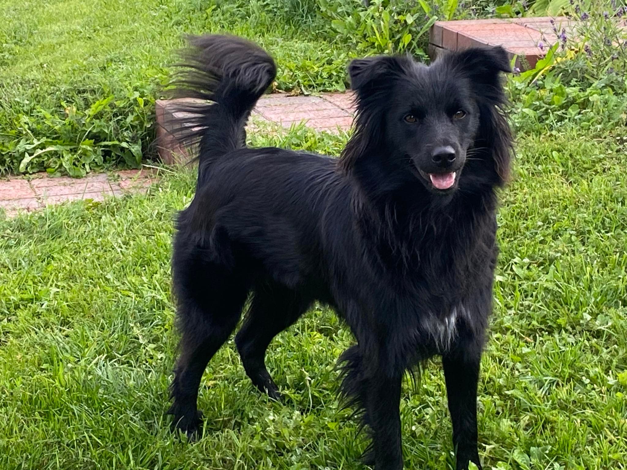 Kennel Petit Norvégien