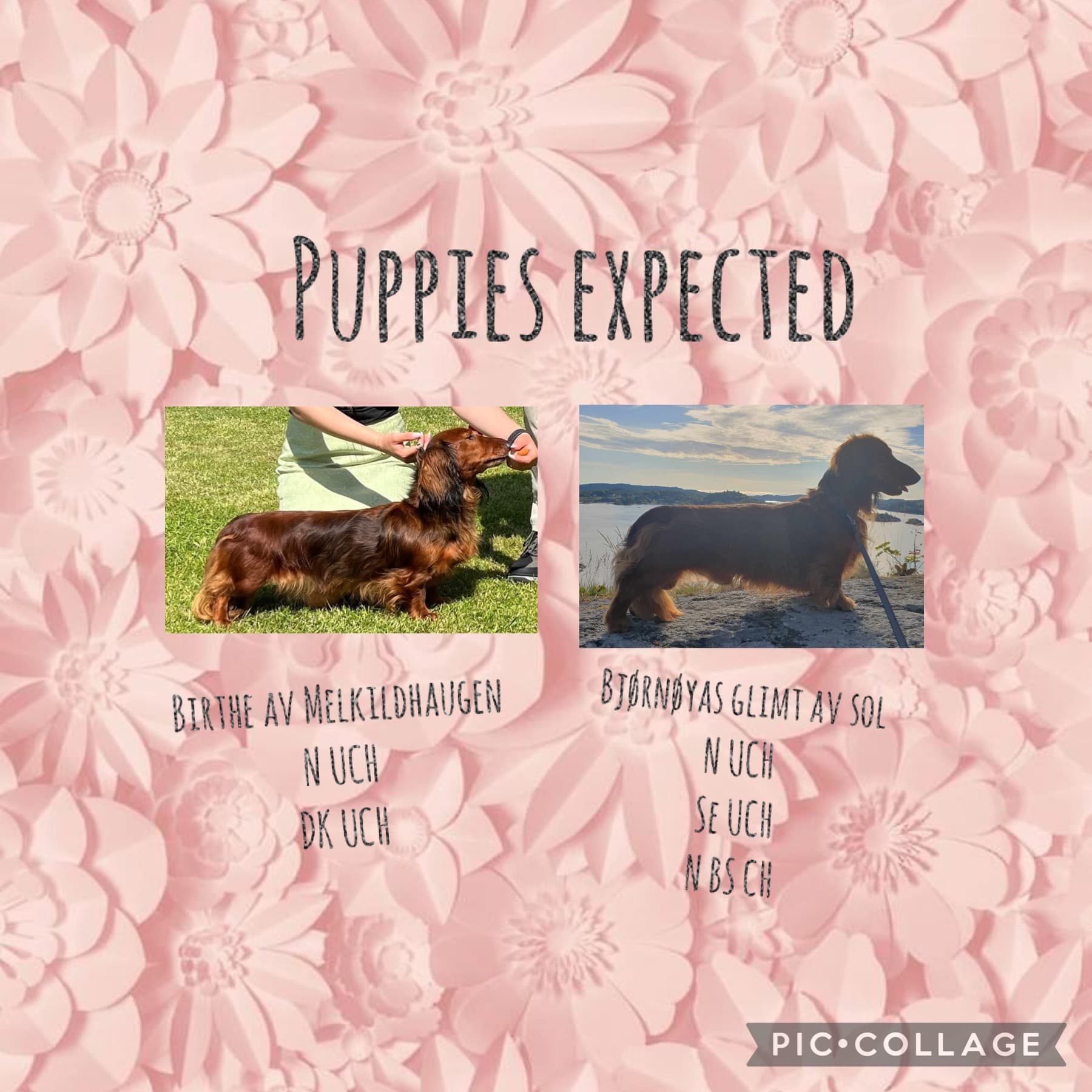 Kennel melkildhaugen