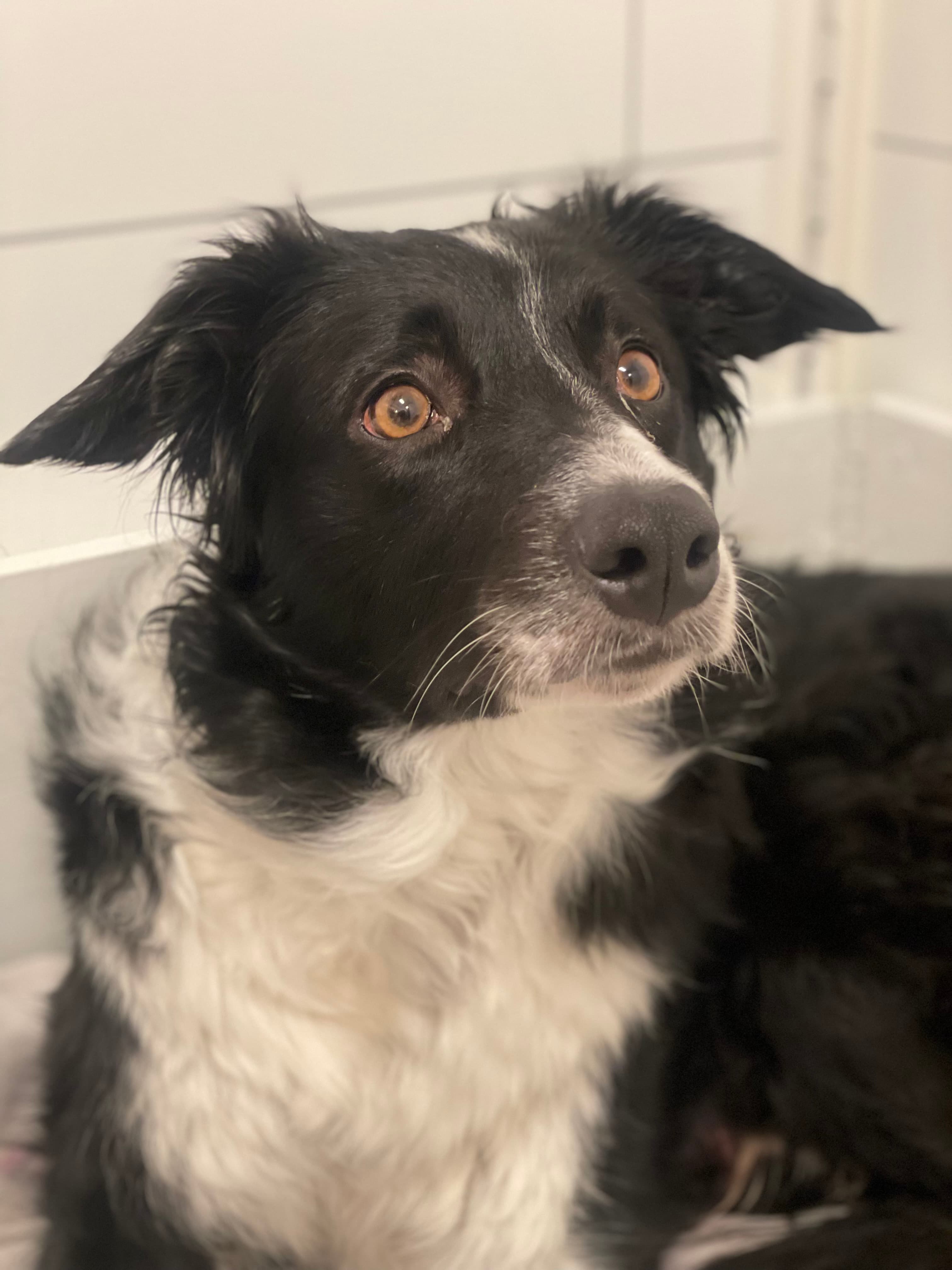 Mor