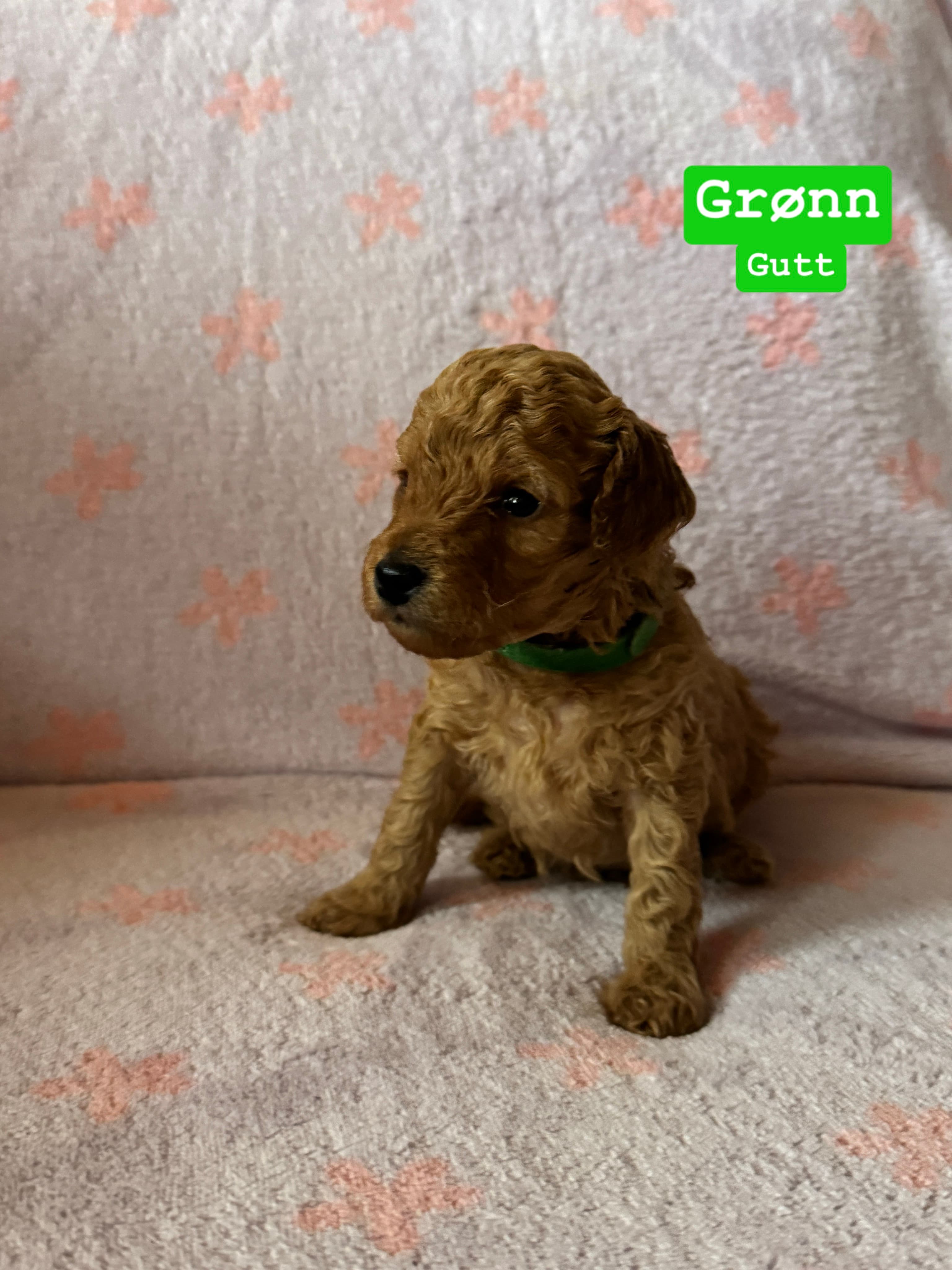 Grønn
