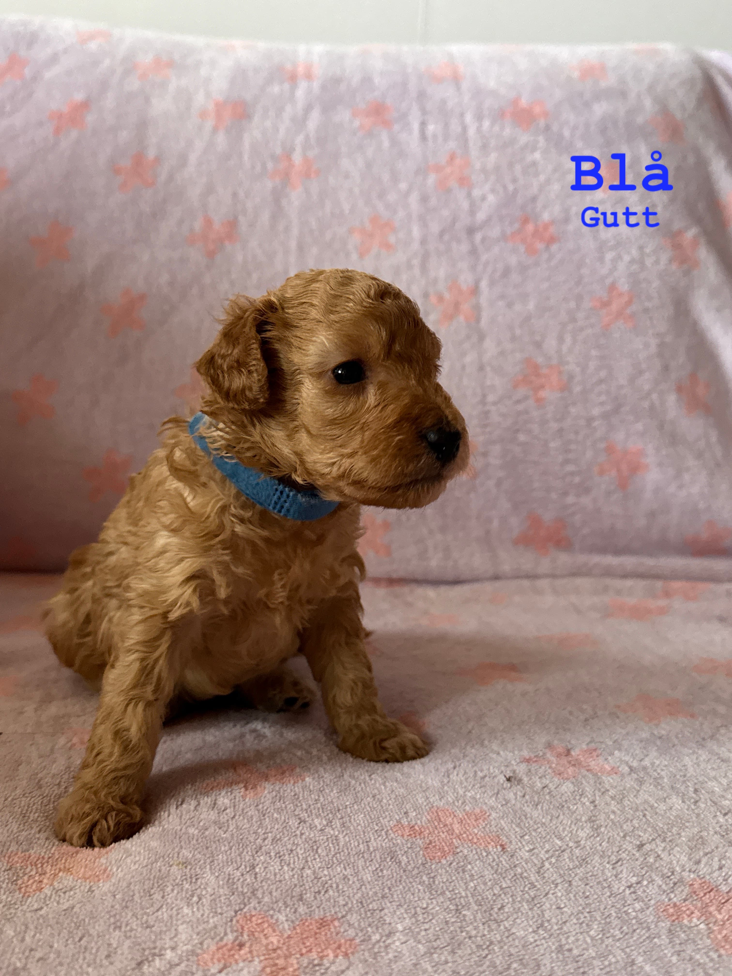 Blå