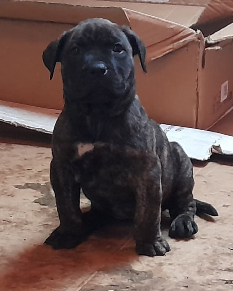 Mogli