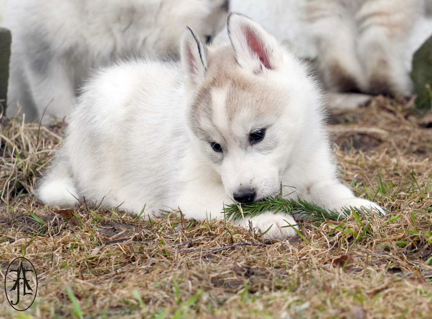 Snøfrost Orionis Rigel