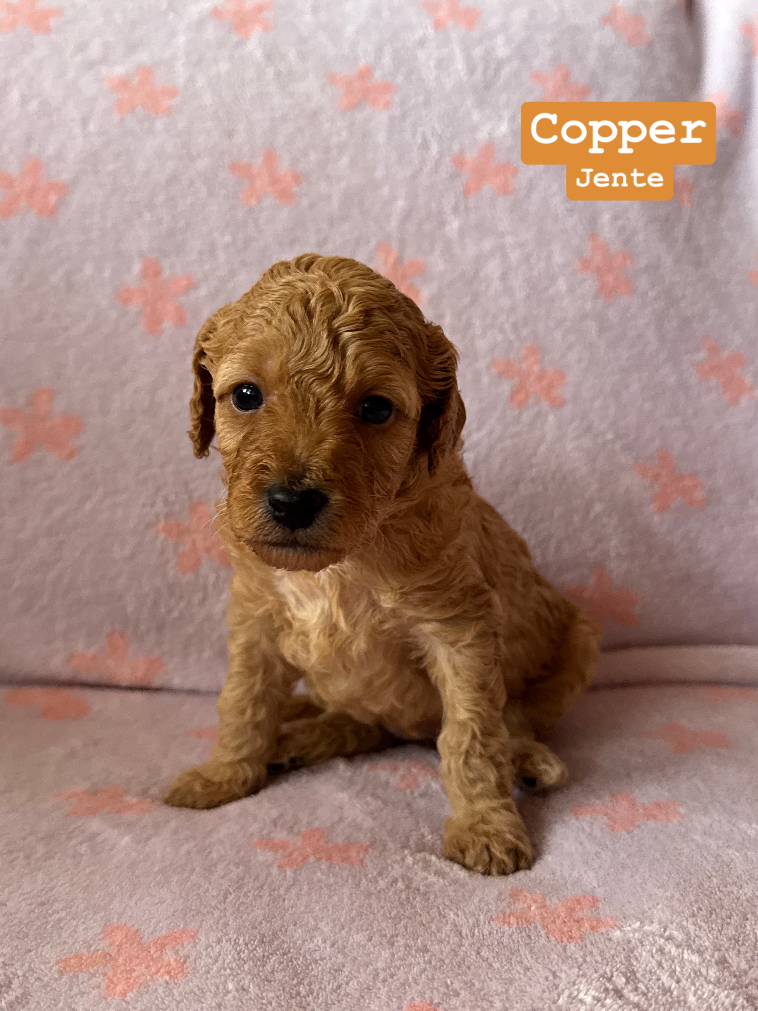 Copper