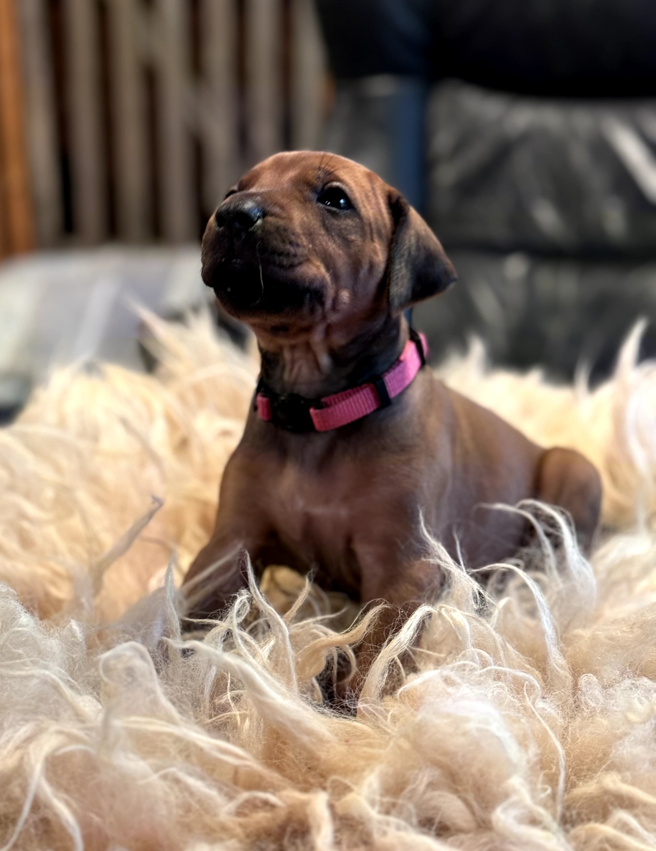 Rosa