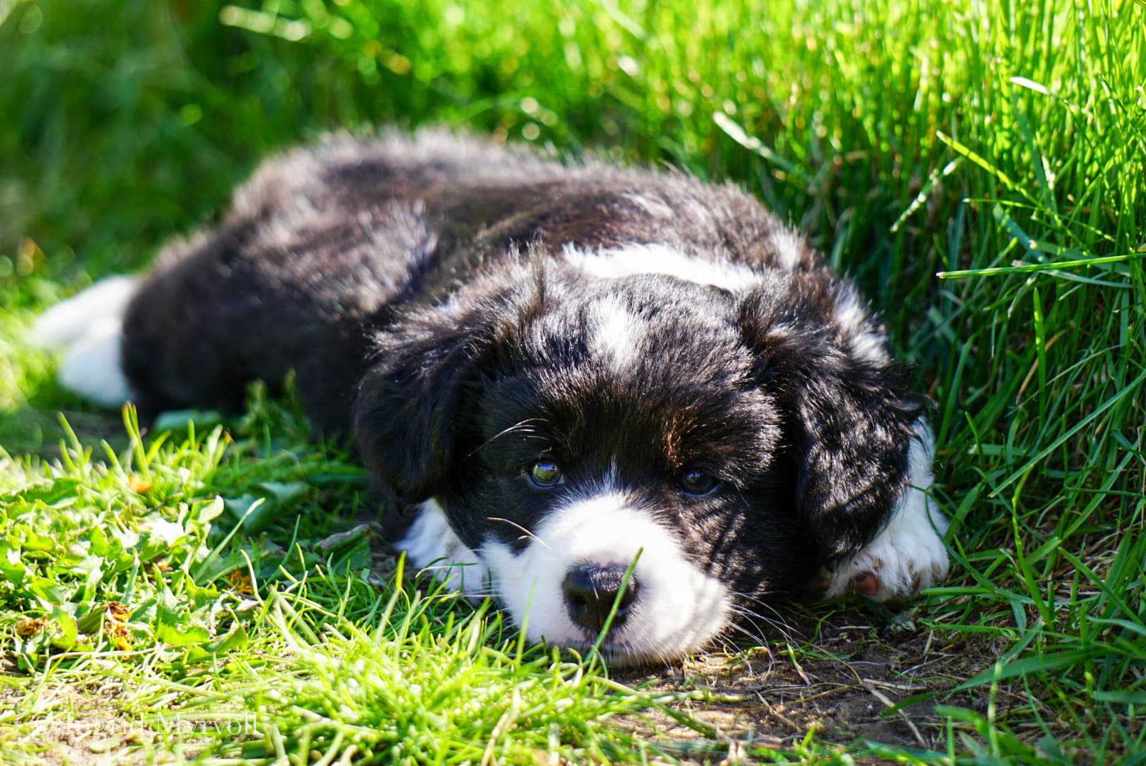 Frøken Fluff