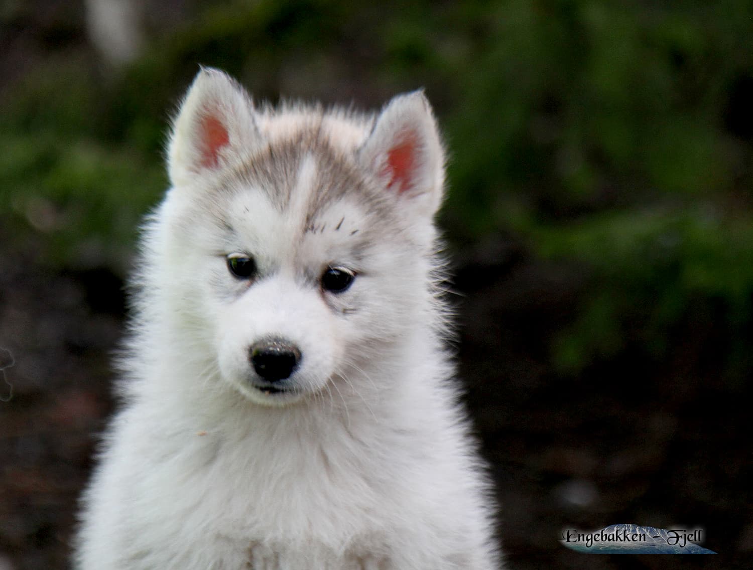 Snøfrost Orionis Mintaka