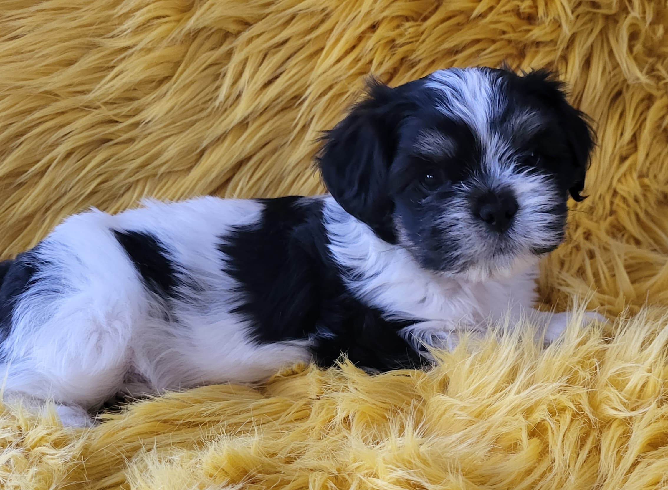 Nordic lhasa Orients Uniqe Diamond