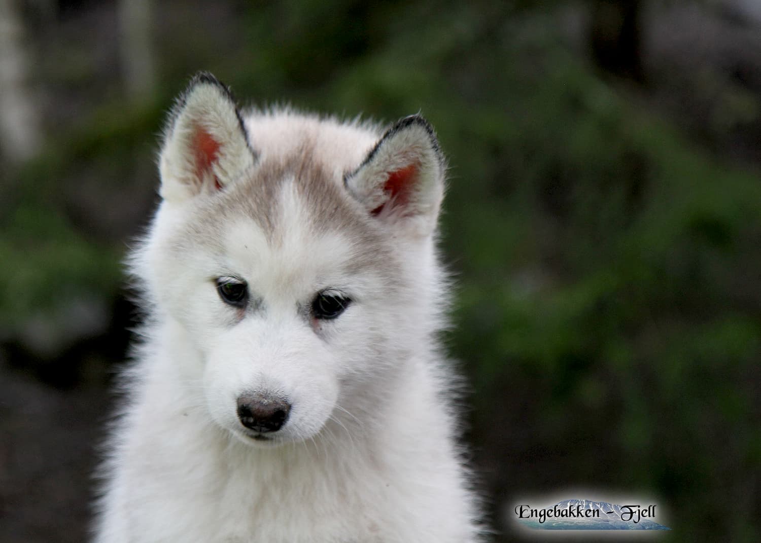 Snøfrost Orionis Bellatrix