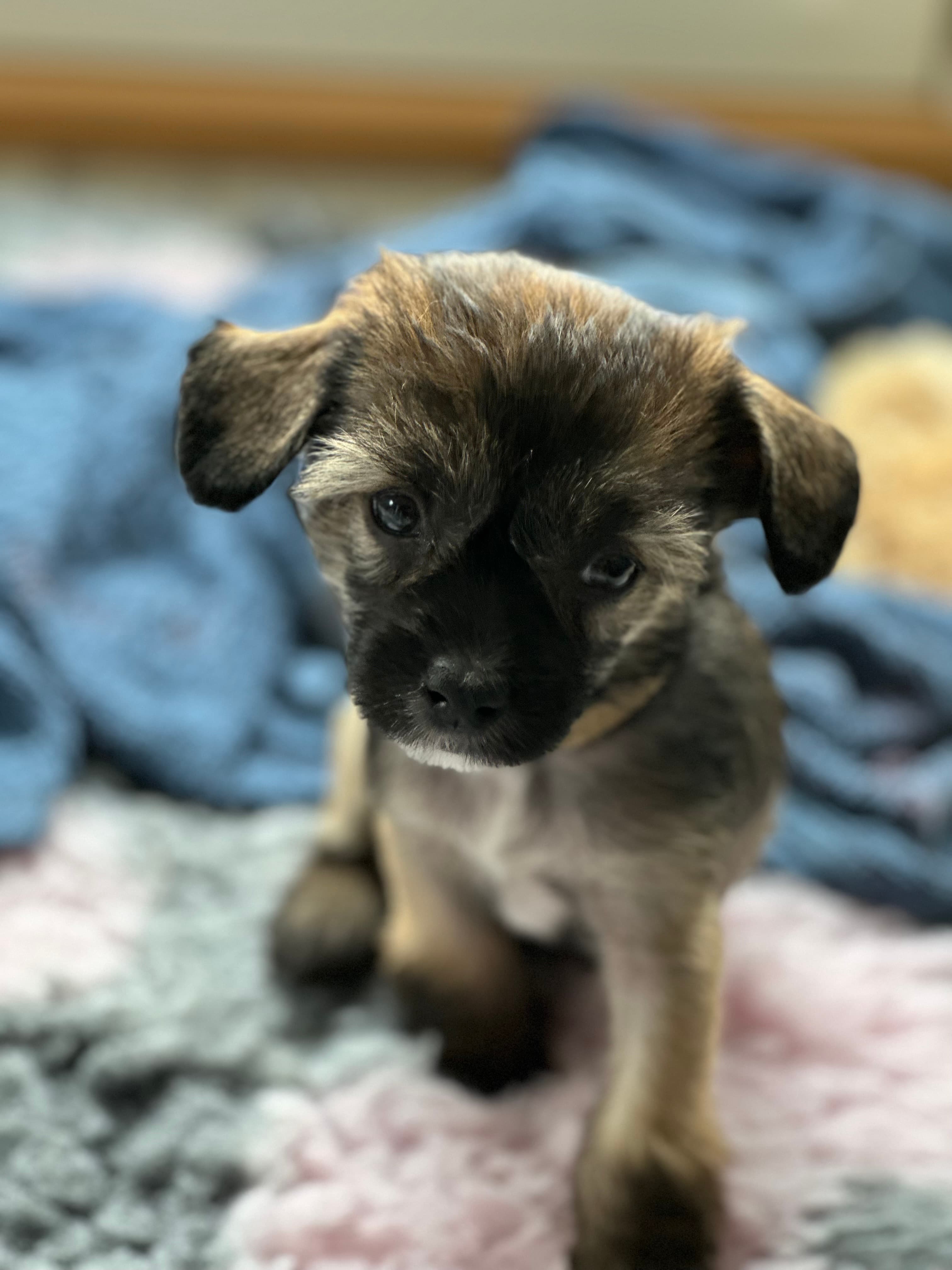 Coco
