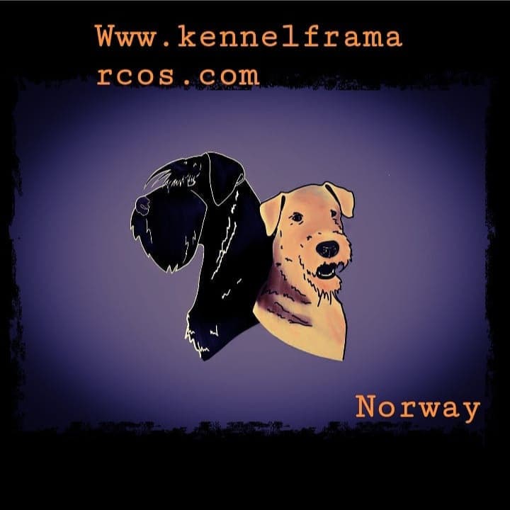 Kennel Framarcos – Airedale terrier kennelbilde
