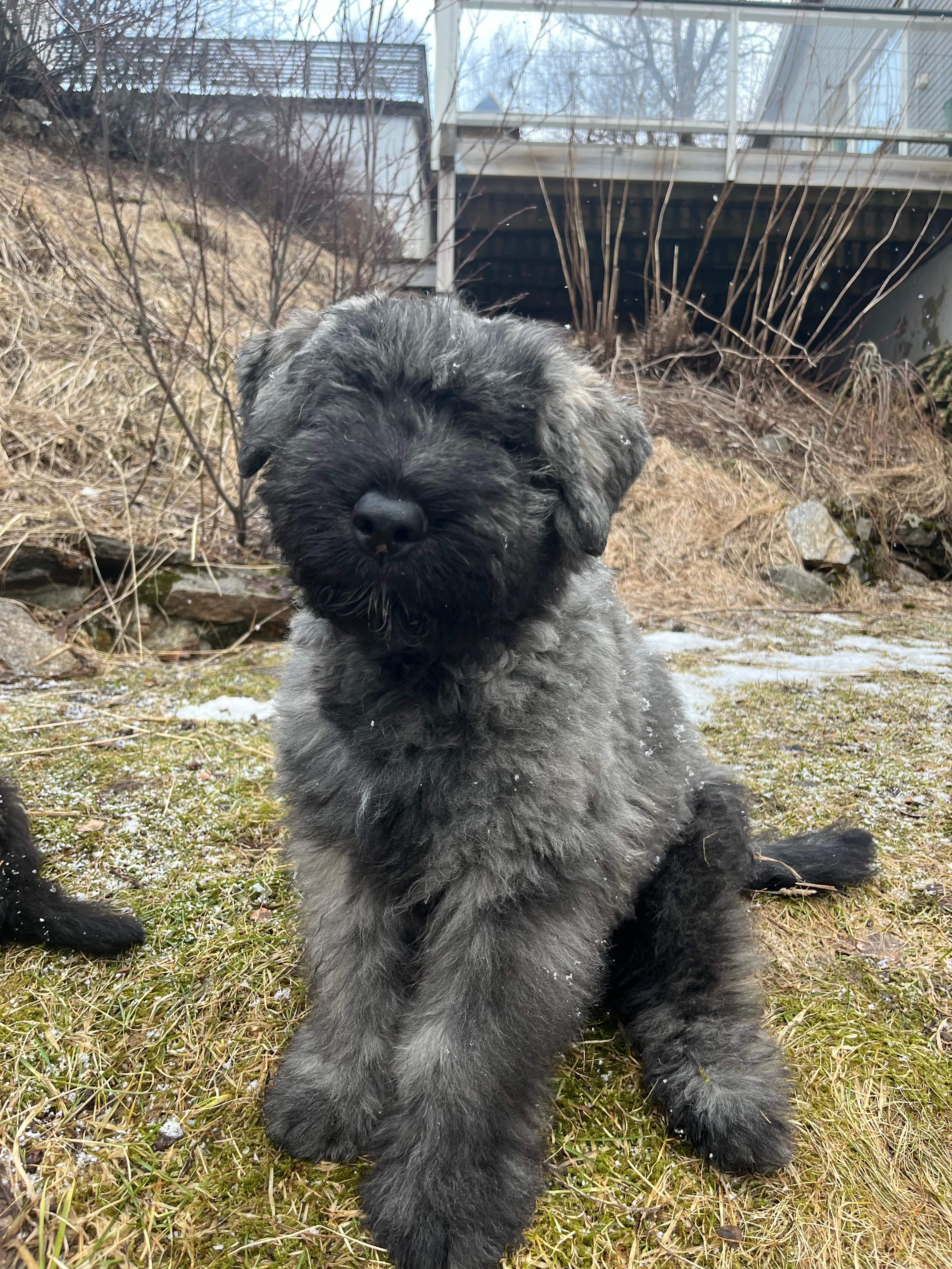 BouviNord – Bouvier des flandres kennelbilde