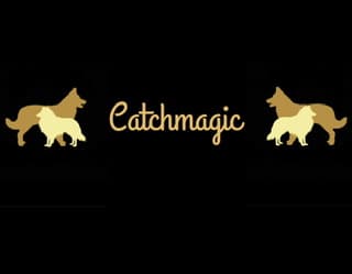 Catchmagic – Shetland sheepdog kennelbilde