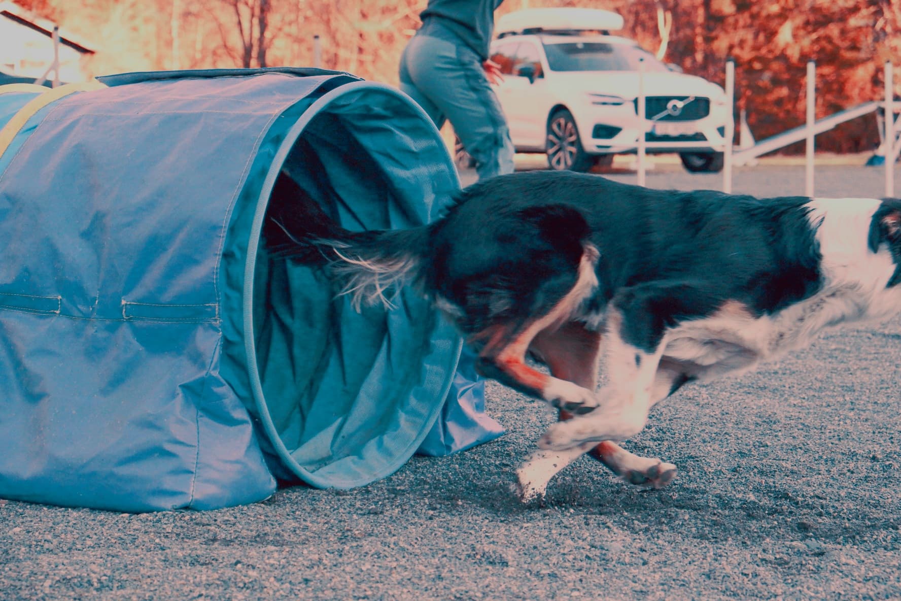 Dina's valper – Border collie kennelbilde