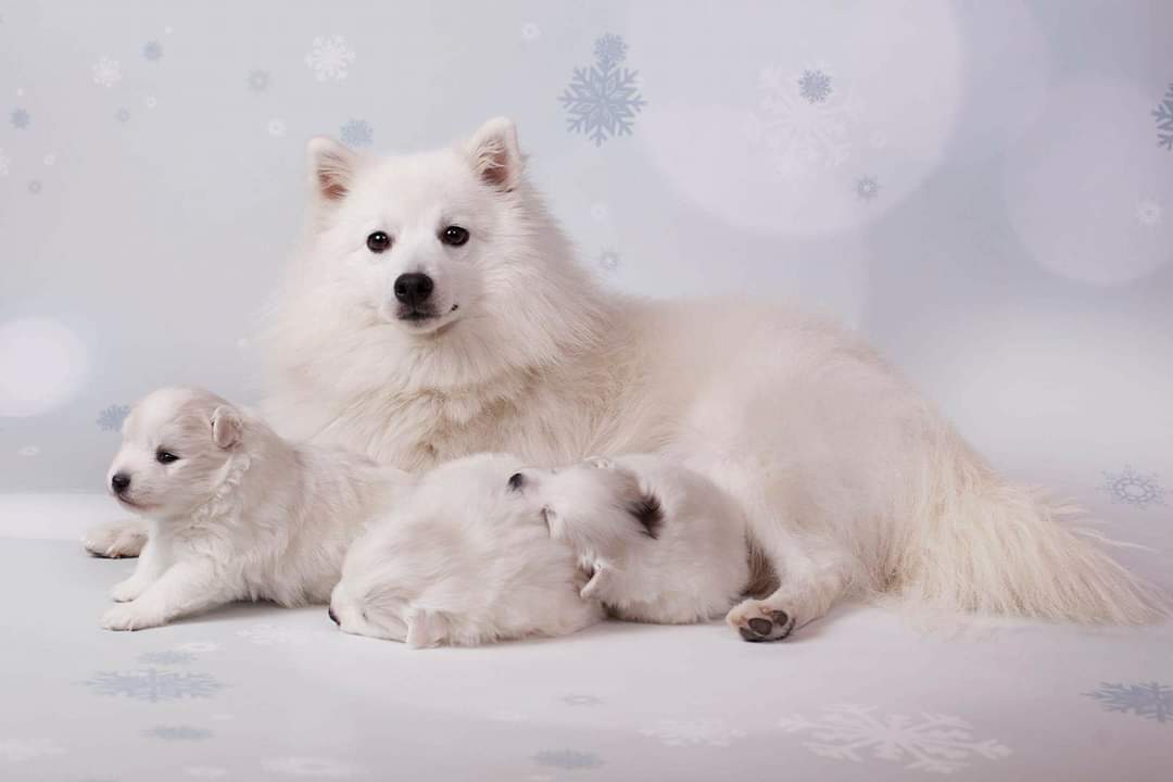 Lovely Sapphire – Japansk spisshund kennelbilde