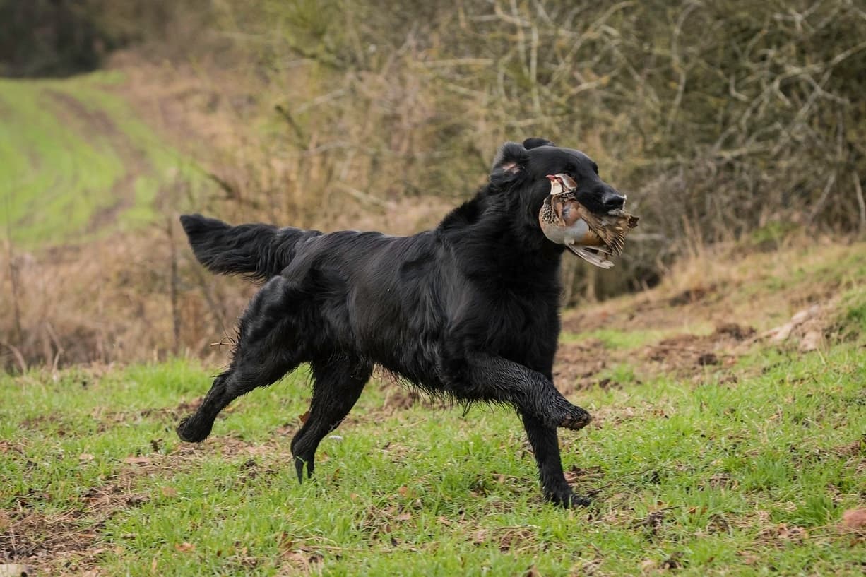 Waternuts – Flat coated retriever kennelbilde