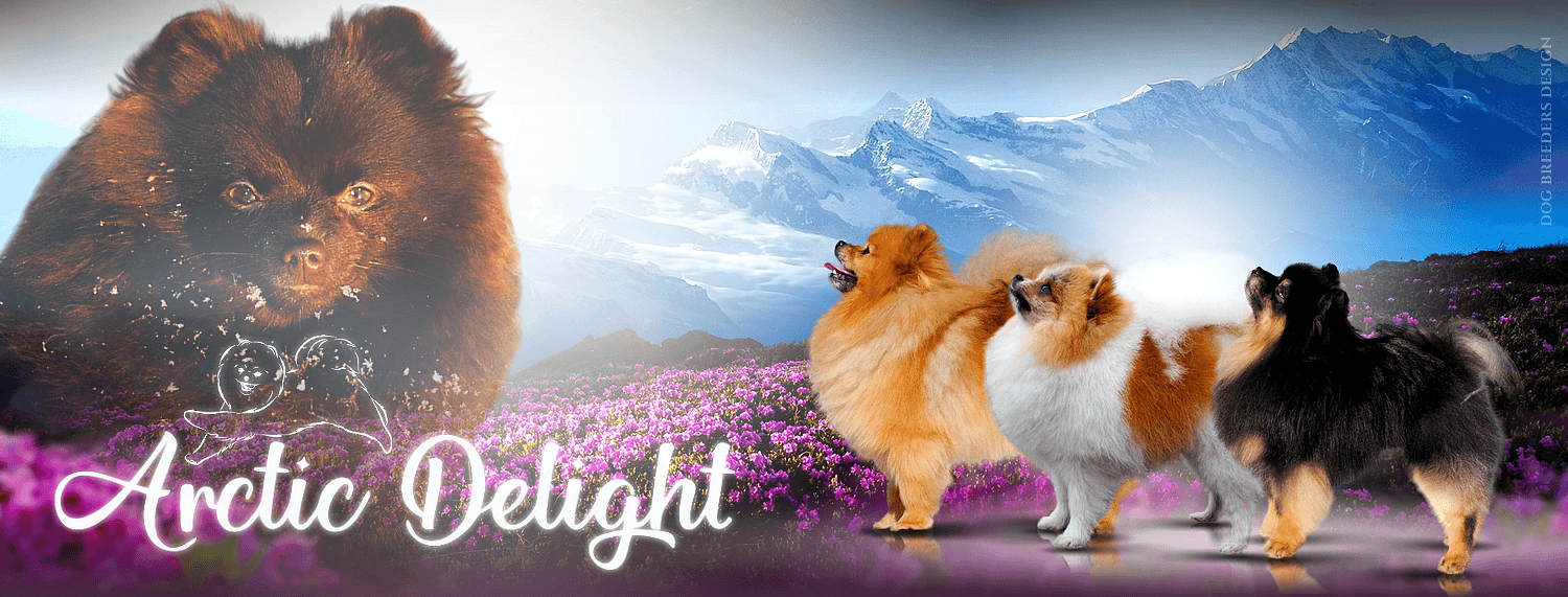 Arctic Delight – Pomeranian kennelbilde